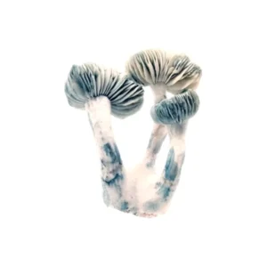Jack Frost (P. Cubensis)