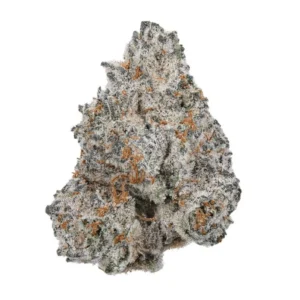 White Truffle (AAA)