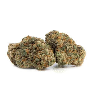 Chocolope (AAA+)